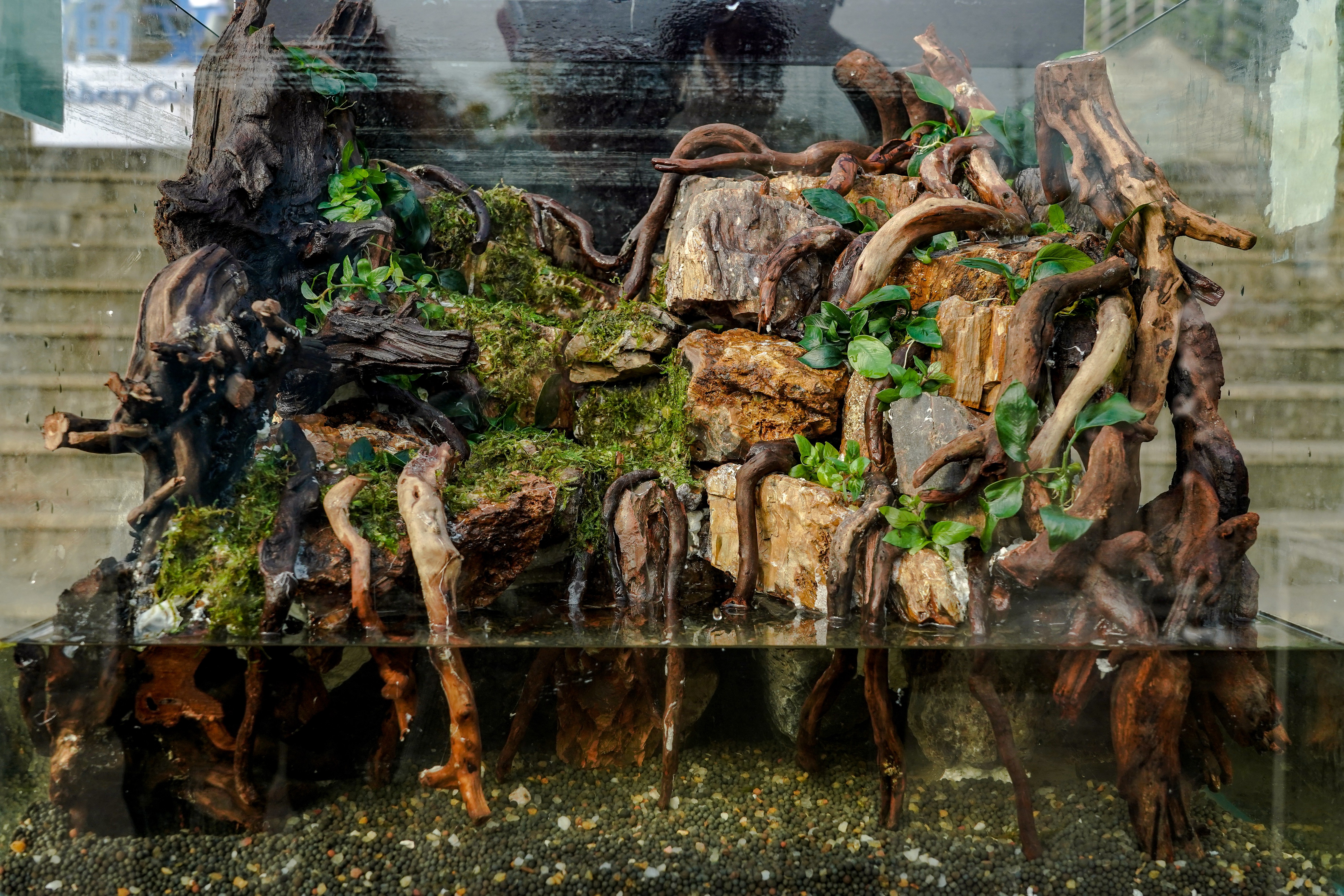 造景作品《崖洞》(pa电子官方网站记者 孙一享 摄)